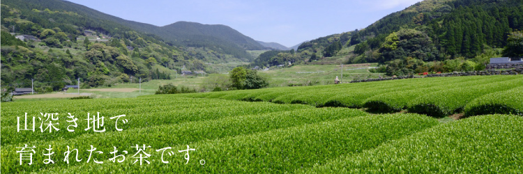 世知原茶について